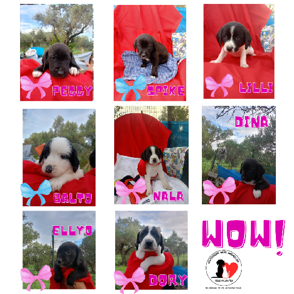 “Otto Cuori In Cerca Di Casa” ❤️